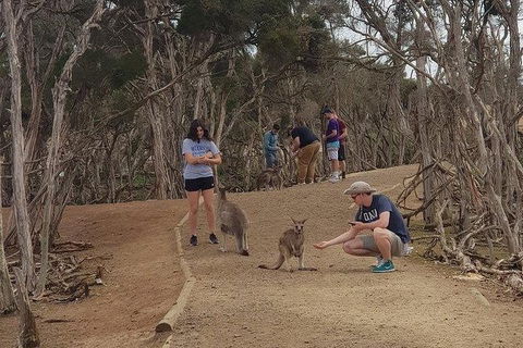 Phillip Island Penguin And Wildlife Tour - Tourism Canberra 34