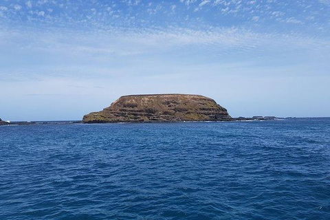 Phillip Island Penguin And Wildlife Tour - Tourism Canberra 17
