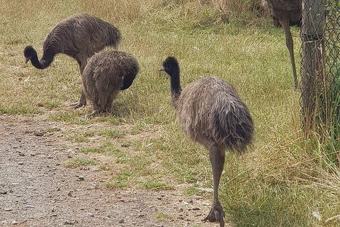 Phillip Island Penguin And Wildlife Tour - Tourism Canberra 32