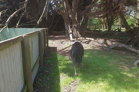 Phillip Island Penguin And Wildlife Tour - Tourism Canberra 5