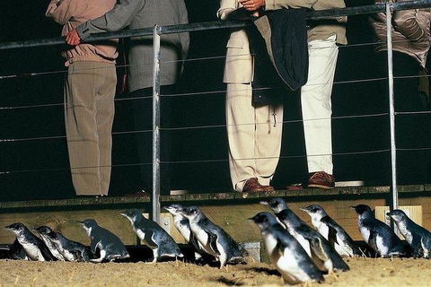 Phillip Island Penguin And Wildlife Tour - Tourism Canberra 20