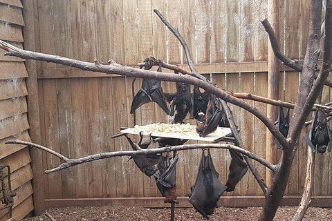 Phillip Island Penguin And Wildlife Tour - Tourism Canberra 31