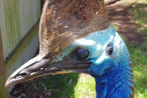 Phillip Island Penguin And Wildlife Tour - Tourism Canberra 19