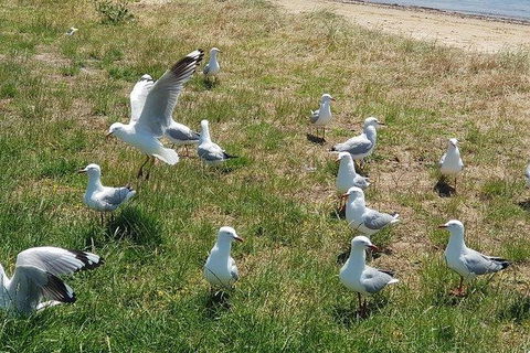 Phillip Island Penguin And Wildlife Tour - Tourism Canberra 9