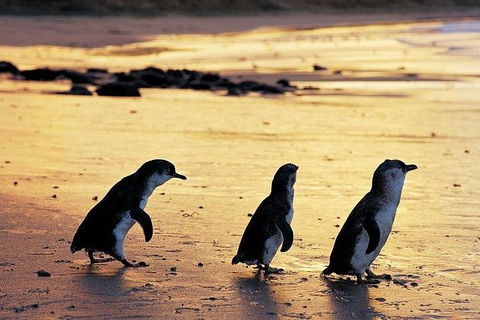 Phillip Island Penguin And Wildlife Tour - Tourism Canberra 13