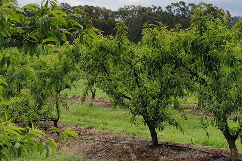Yarra Valley Wineries And Rayners Orchard Tour From Melbourne - Tourism Canberra 27