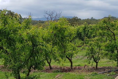 Yarra Valley Wineries And Rayners Orchard Tour From Melbourne - Tourism Canberra 16