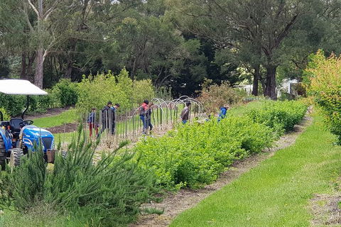 Yarra Valley Wineries And Rayners Orchard Tour From Melbourne - Tourism Canberra 3