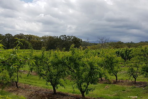 Yarra Valley Wineries And Rayners Orchard Tour From Melbourne - Tourism Canberra 18