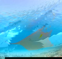 Marine Eco Safari - Swim with Manta Rays - Tourism Canberra