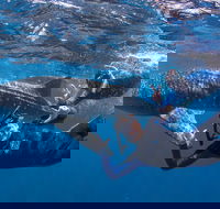 Whale Shark Safari - Tourism Canberra