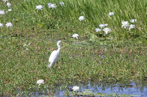 Darwin City Sights And Jumping Crocodile Cruise - Tourism Canberra 1