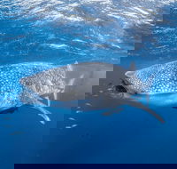 Whale Shark Adventure Tour - Tourism Canberra