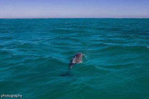 Ningaloo Immersion Private Charter - Tourism Canberra 1