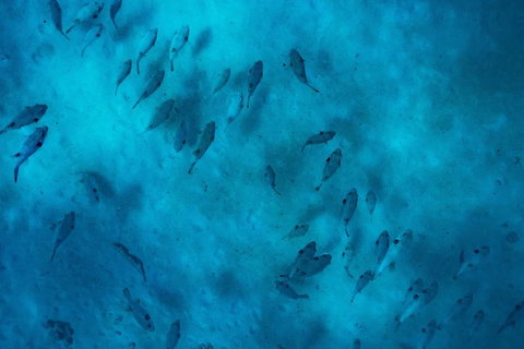 Ningaloo Immersion Private Charter - Tourism Canberra 2
