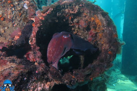 PADI Open Water Course - Tourism Canberra 1