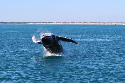 AOC Broome Whale Watching - Tourism Canberra 3