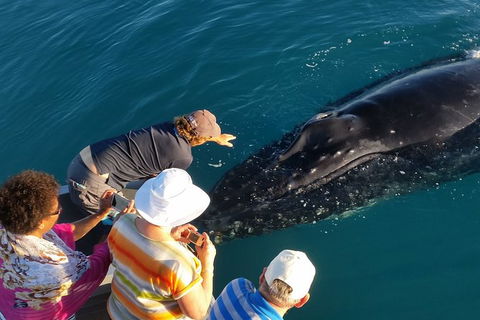 AOC Broome Whale Watching - Tourism Canberra 0