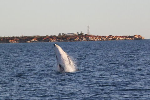 AOC Broome Whale Watching - Tourism Canberra 2