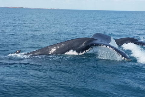 AOC Broome Whale Watching - Tourism Canberra 1