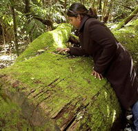 Washpool National Park - Washpool Walk - Tourism Canberra