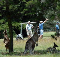 Glen Innes Golf Club - Tourism Canberra