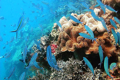 Ocean Free & Ocean Freedom - Cairns Premier Reef And Island Tours - Tourism Canberra 5