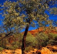 Mt Romance Australia Pty Ltd - Tourism Canberra