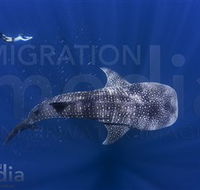 Migration Media - Tourism Canberra