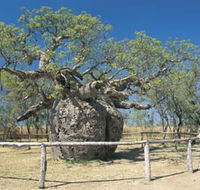 Boab Prison Tree - Tourism Canberra