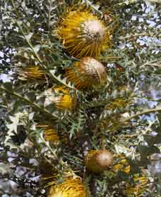 Woylie Walk, Dryandra Woodland - Tourism Canberra 0