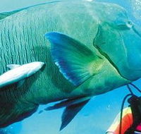 Aristocat Snorkel and Scuba Port Douglas - Tourism Canberra
