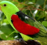 Birdworld Kuranda - Tourism Canberra