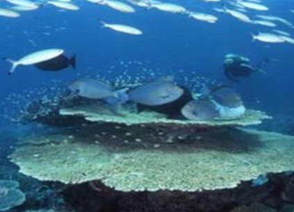 Deep Sea Divers Den - Tourism Canberra 2