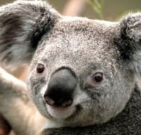 Wildlife Habitat - Tourism Canberra