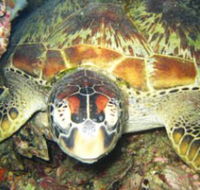 Adrenalin Snorkel and Dive - Tourism Canberra