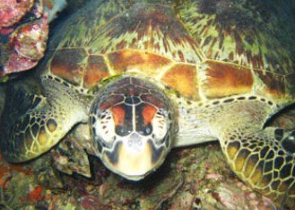 Adrenalin Snorkel And Dive - Tourism Canberra 0