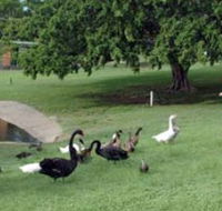 Anzac Park and Ululah Lagoon - Tourism Canberra