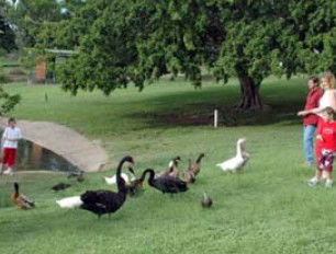 Anzac Park And Ululah Lagoon - Tourism Canberra 0
