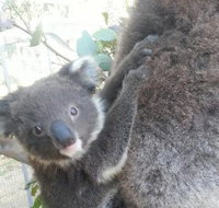 West Oz Wildlife Petting Zoos - Tourism Canberra