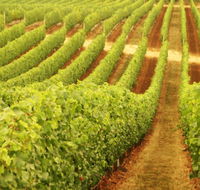 Wignalls Winery - Tourism Canberra