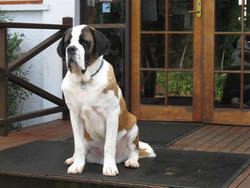 St Bernards Hotel - Tourism Canberra 0