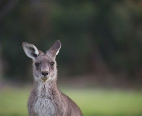 Anglesea Golf Club - Tourism Canberra 6