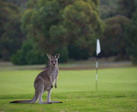 Anglesea Golf Club - Tourism Canberra 0