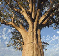 The Kimberley Grande - Tourism Canberra