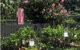 Limberlost Nursery & Garden Centre - thumb 3