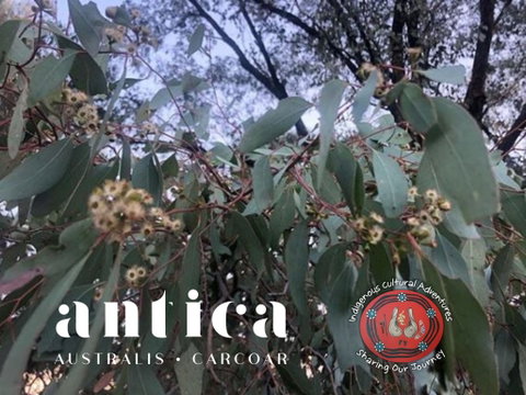 Antica Australis - Winter Fire Festival - Tourism Canberra 0