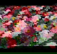 Camellia's Australia National Camellia Show - Tourism Canberra