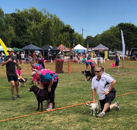 Dogs in the Park Orange - Tourism Canberra