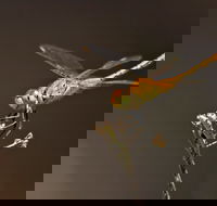 Dragonfly Discovery - Tourism Canberra